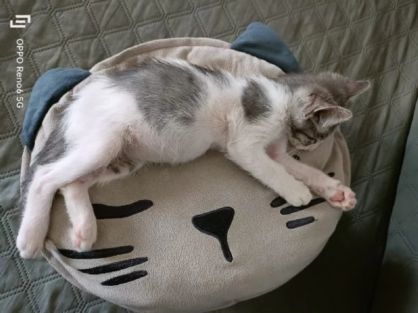 Stupendo gattino | Foto 5