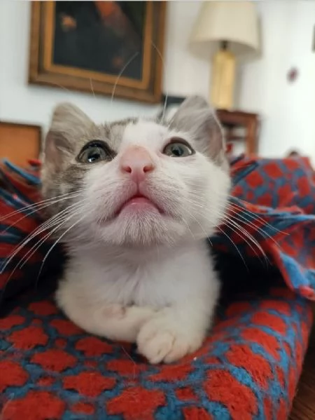 Stupendo gattino | Foto 4