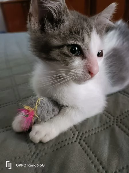 Stupendo gattino | Foto 3