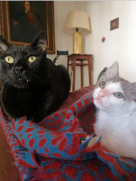 Stupendo gattino | Foto 2