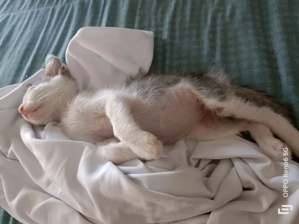 Stupendo gattino | Foto 1