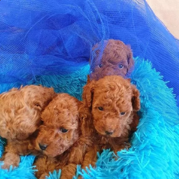 bellissimi cuccioli di barboncino disponibili per la vendita | Foto 1
