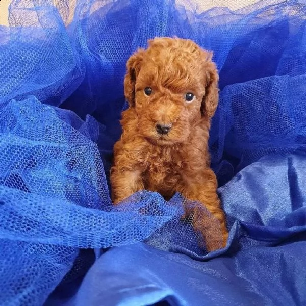 bellissimi cuccioli di barboncino disponibili per la vendita | Foto 0