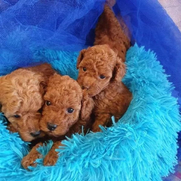 bellissimi cuccioli di barboncino disponibili per la vendita