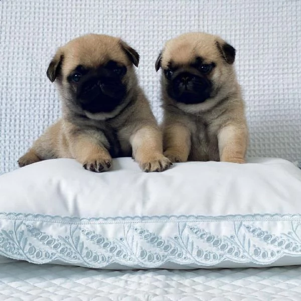 vendo bellissimi cuccioli di carlino | Foto 1