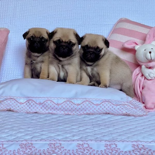 vendo bellissimi cuccioli di carlino