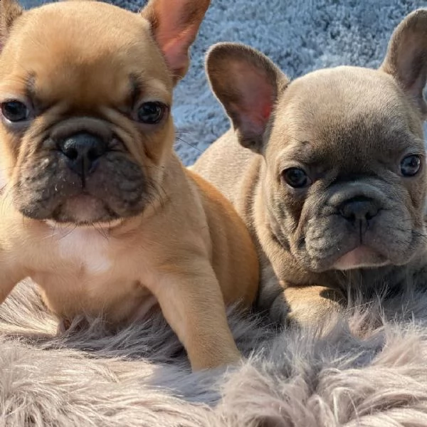 vendo cuccioli di bulldog francese