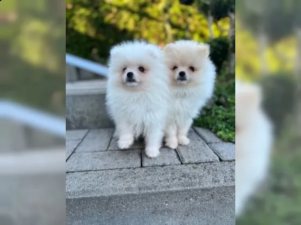 adorabili cuccioli di pomerania | Foto 3
