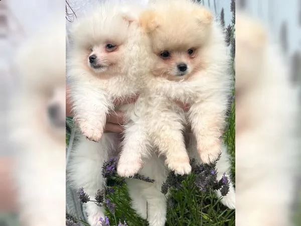 adorabili cuccioli di pomerania