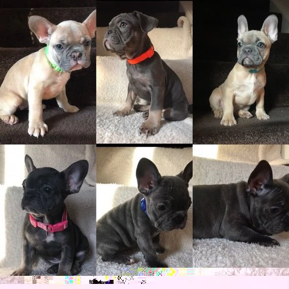 regalo cuccioli di bulldog francese 