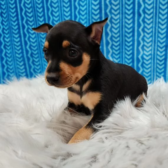 regalo cuccioli di pinscher