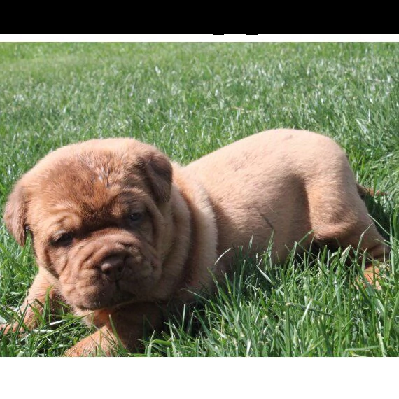 regalo cuccioli di dogue de bordeaux