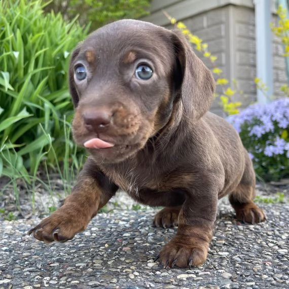 regalo adorabili cuccioli bassotto femminucce e maschietti 