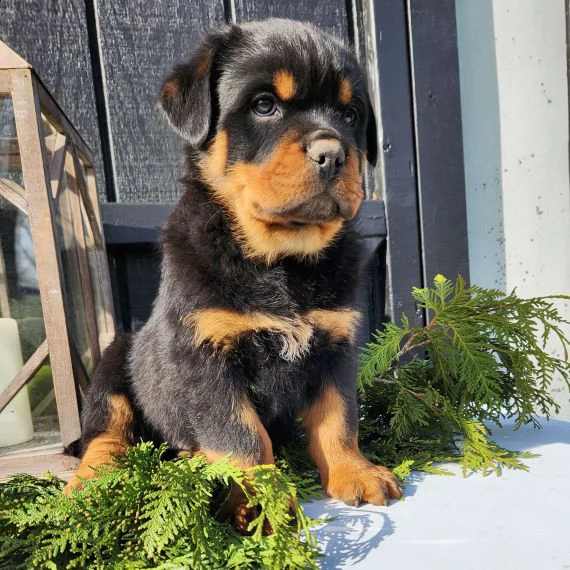 regalo cuccioli di rottweiler 1 femmine e un maschietto.