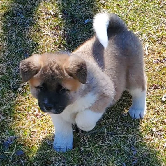 regalo akita inu