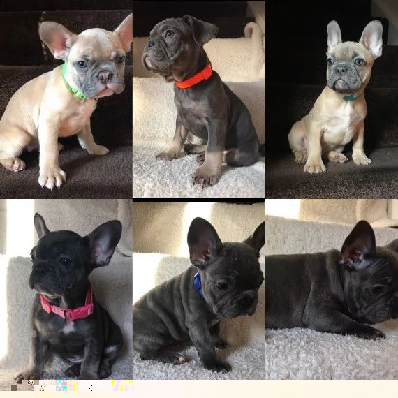 regalo cuccioli di cane a bulldog francese