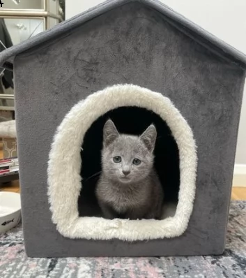 bellissimo cucciolo di blue di russia