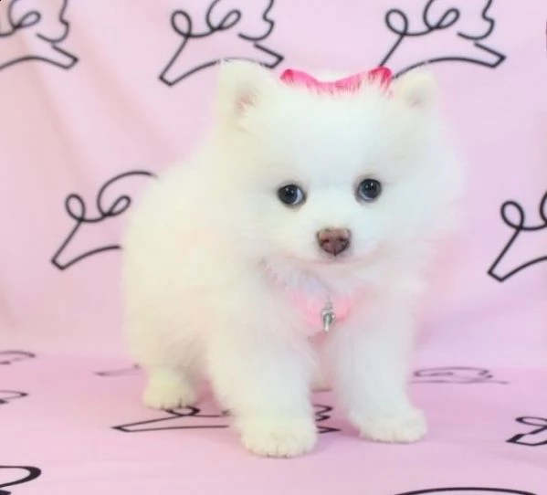 deliziosi volpino di pomerania di taglia toy | Foto 0