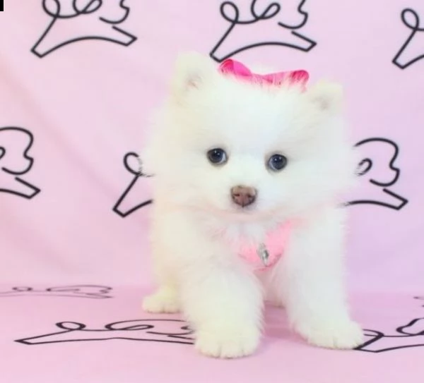 deliziosi volpino di pomerania di taglia toy