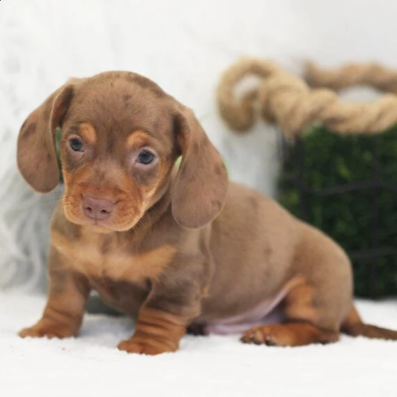  regarlo bassotto cuccioli bellissima cucciolata cerca nuova famiglia, 4 maschi e 3 femmina, 60 gg, 