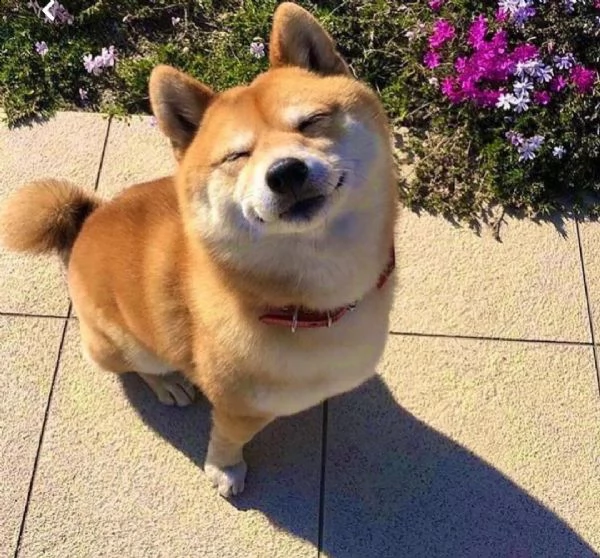 regalo akita inu disponibili bellissimi cuccioli già vaccinati sverminati e iscritti in anagrafe can