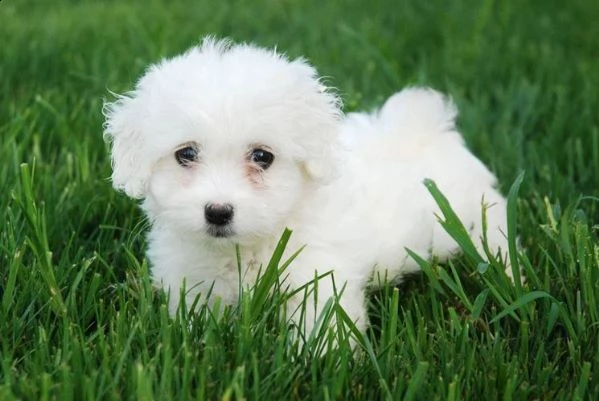cerco cucciolo maschio di barboncino o maltese bianco. | Foto 0