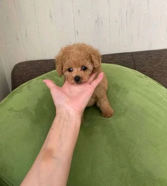 cuccioli di barboncino da reinserire | Foto 0