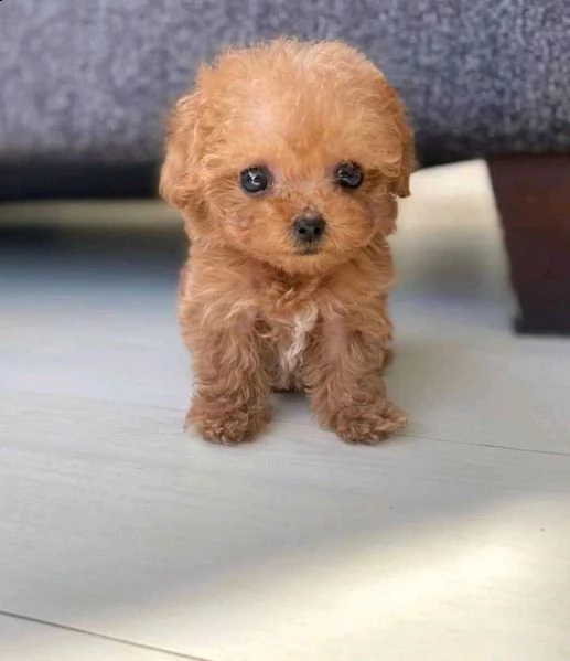 cuccioli di barboncino da reinserire