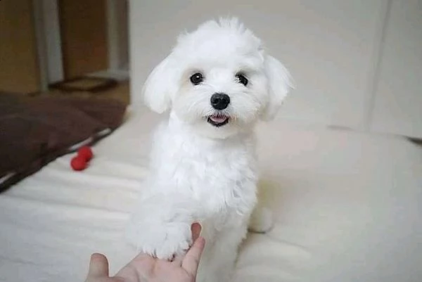 cuccioli maltesi per reinserimento | Foto 0