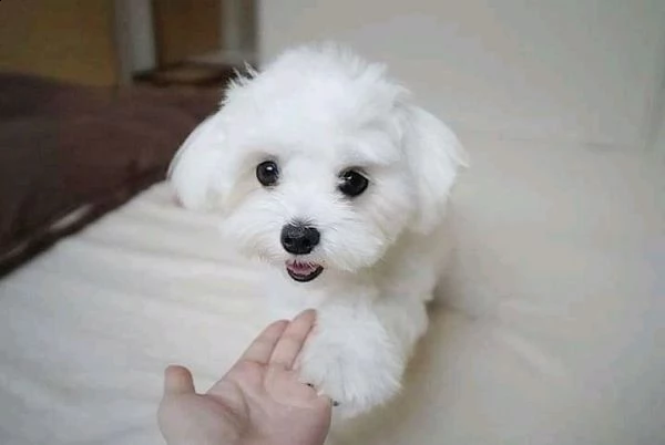 cuccioli maltesi per reinserimento