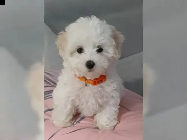 meravigliosa cucciola di maltese | Foto 5