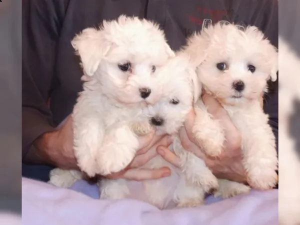 meravigliosa cucciola di maltese