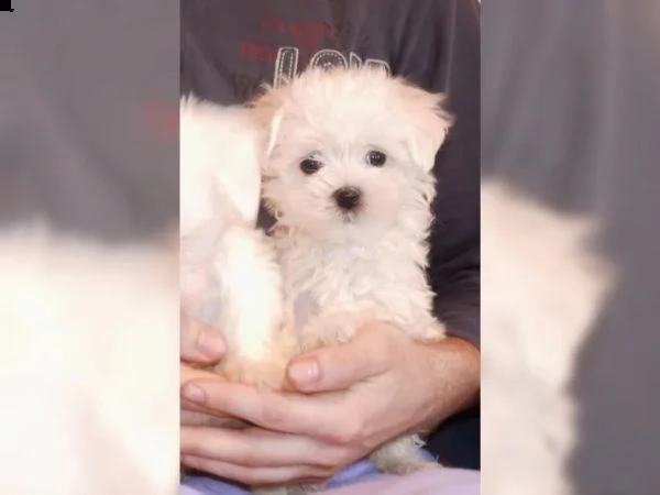 meravigliosa cucciola di maltese | Foto 3