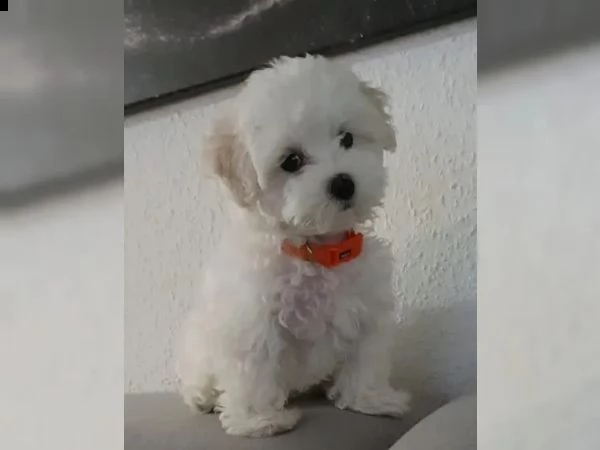 meravigliosa cucciola di maltese | Foto 1