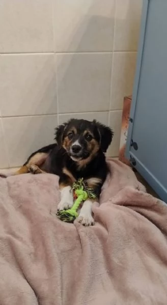 Minnie cucciola di tre mesi | Foto 0