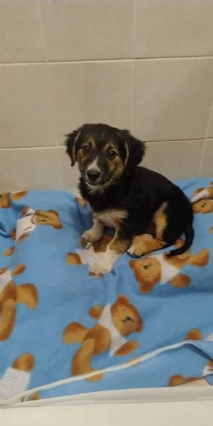 Minnie cucciola di tre mesi