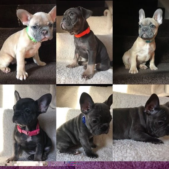 regalo cuccioli di bulldog francese 