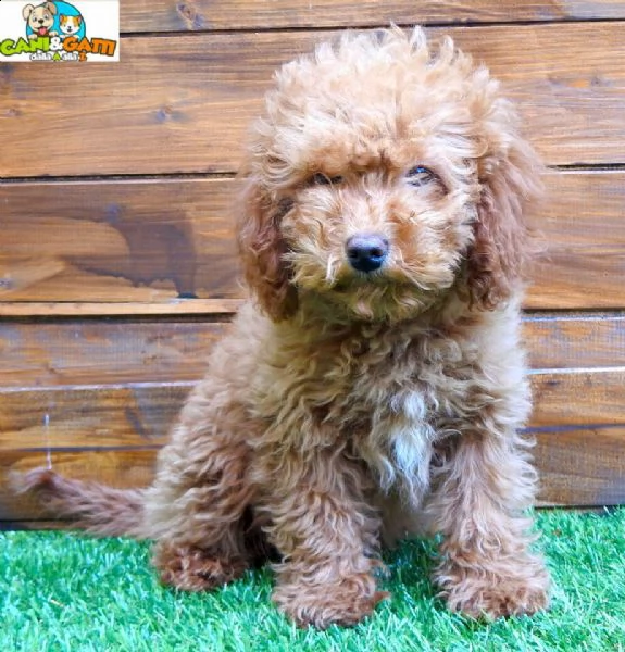 cucciolo barboncino da negoziante.... | Foto 0