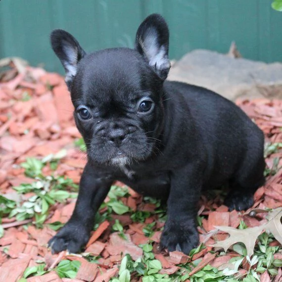 regalo cuccioli di cane a bulldog francese