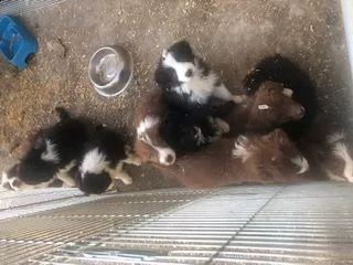 cuccioli border collie con pedigree enci