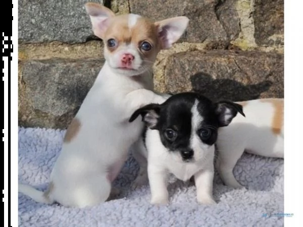 chihuahua cuccioli in regalo