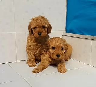 cuccioli di barboncino