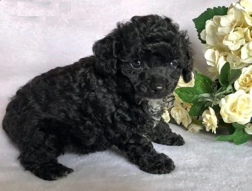 cuccioli di barboncino!