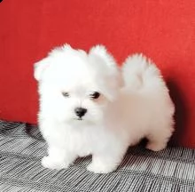 regalo maltese toy .......e  nano..... | Foto 0