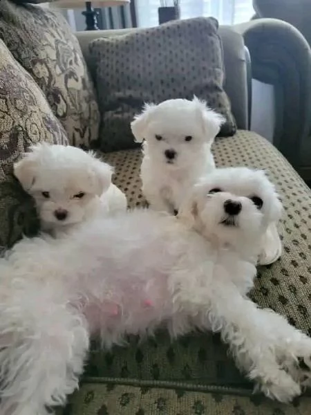 cuccioli di maltesi molto piccoli | Foto 0
