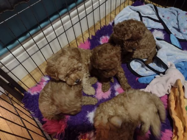 adorabili cuccioli di barboncino giocattolo | Foto 0