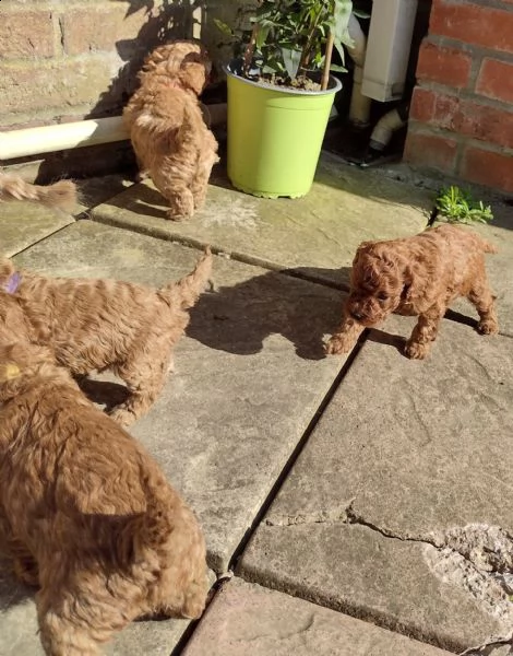 adorabili cuccioli di barboncino giocattolo