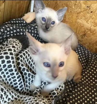 disponibili gattini siamesi | Foto 0
