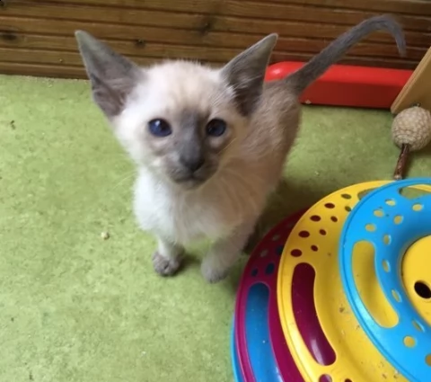 disponibili gattini siamesi