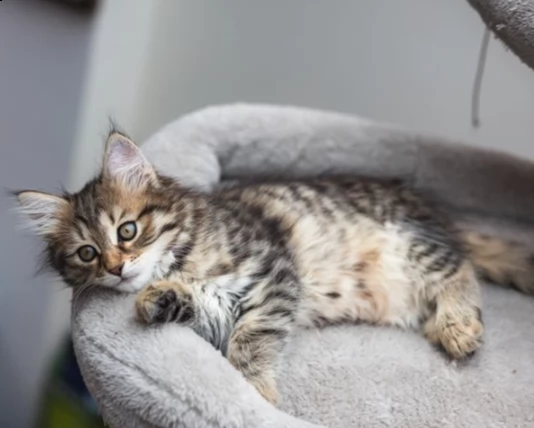 simpatici gattini del siberiano